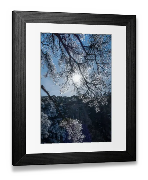 Framed Print : frozen pine, Mt. huangshan, Anhui, China Framed Print : frozen pine, Mt. huangshan, Anhui, China