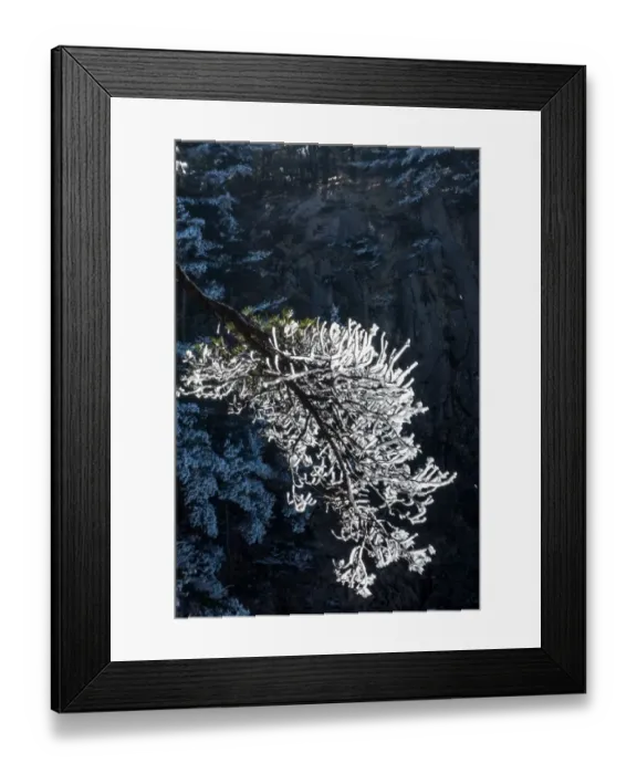 Framed Print : frozen pine, Mt. huangshan, Anhui, China Framed Print : frozen pine, Mt. huangshan, Anhui, China