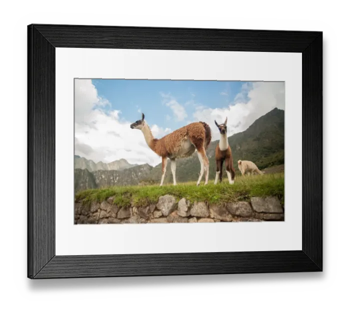 Framed Print : Llama overlooking ruins of the ancient city of Machu Picchu, Peru Framed Print : Llama overlooking ruins of the ancient city of Machu Picchu, Peru