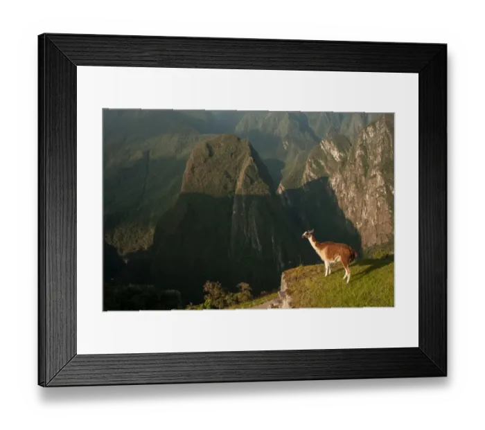 Framed Print : Llama overlooking ruins of the ancient city of Machu Picchu, Peru Framed Print : Llama overlooking ruins of the ancient city of Machu Picchu, Peru