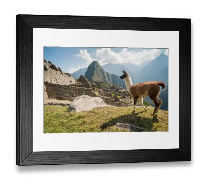 Framed Print : Llama overlooking ruins of the ancient city of Machu Picchu, Peru Framed Print : Llama overlooking ruins of the ancient city of Machu Picchu, Peru