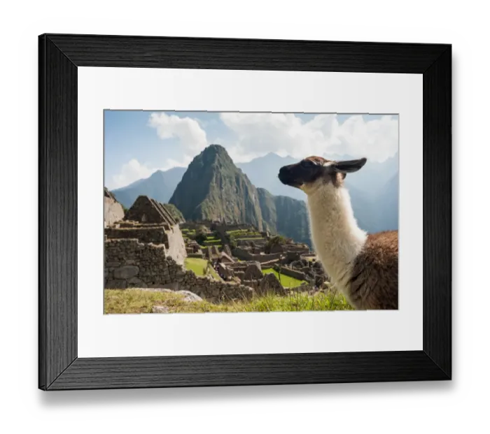 Framed Print : Llama overlooking ruins of the ancient city of Machu Picchu, Peru Framed Print : Llama overlooking ruins of the ancient city of Machu Picchu, Peru