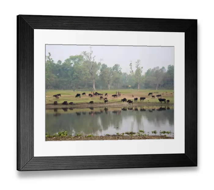 Framed Print : Chitwan National Park, Terai Region, Nepal Framed Print : Chitwan National Park, Terai Region, Nepal
