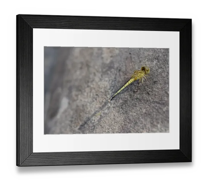 Framed Print : Yellow dragonfly rests on grey stone - Banteay Kdei, Cambodia Framed Print : Yellow dragonfly rests on grey stone - Banteay Kdei, Cambodia