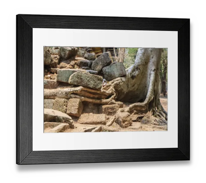 Framed Print : Tree vs stone at Bayon Temple at Angkor Thom complex Framed Print : Tree vs stone at Bayon Temple at Angkor Thom complex