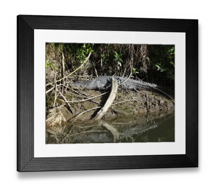 Framed Print : Crocodile at Daintree National Park Framed Print : Crocodile at Daintree National Park