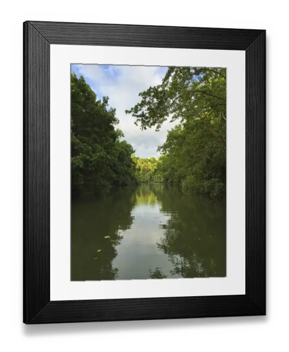 Framed Print : Eco Tours at Daintree National Park Framed Print : Eco Tours at Daintree National Park