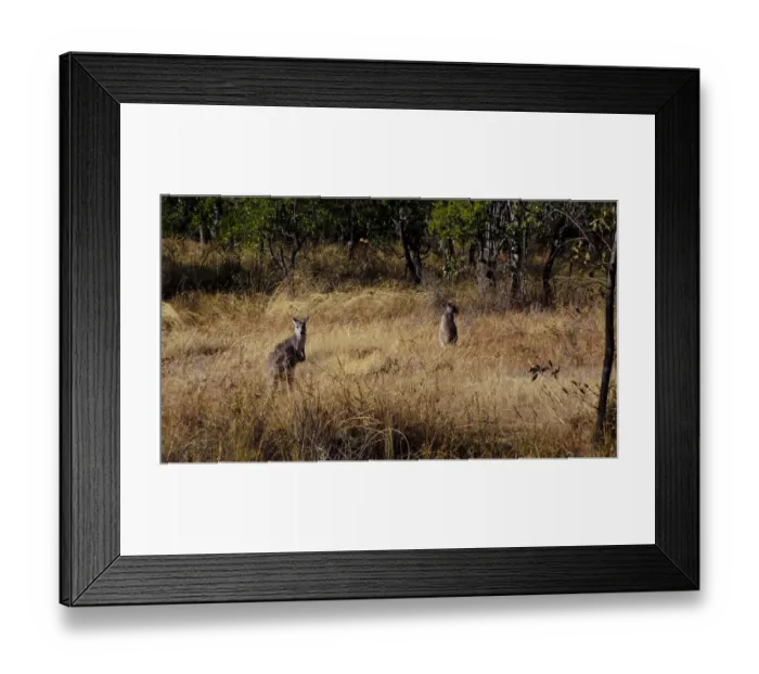 Framed Print : Kangaroo at Daintree National Park Framed Print : Kangaroo at Daintree National Park