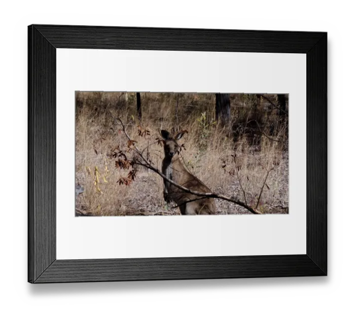 Framed Print : Kangaroo at Daintree National Park Framed Print : Kangaroo at Daintree National Park