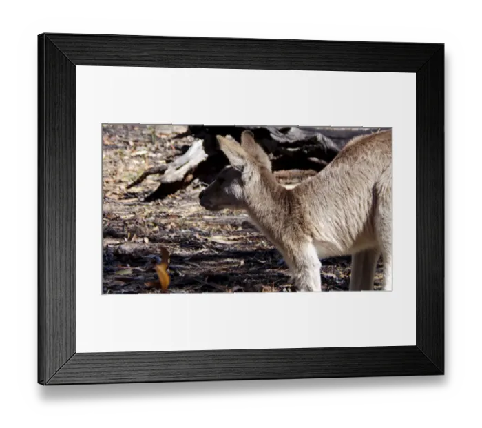 Framed Print : Kangaroo at Daintree National Park