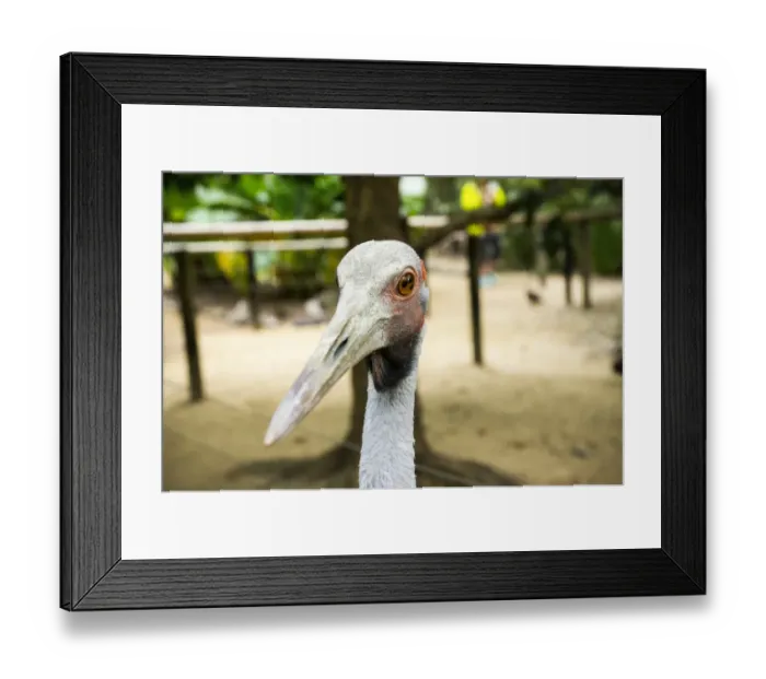 Framed Print : Australian Crane at Daintree National Park Framed Print : Australian Crane at Daintree National Park