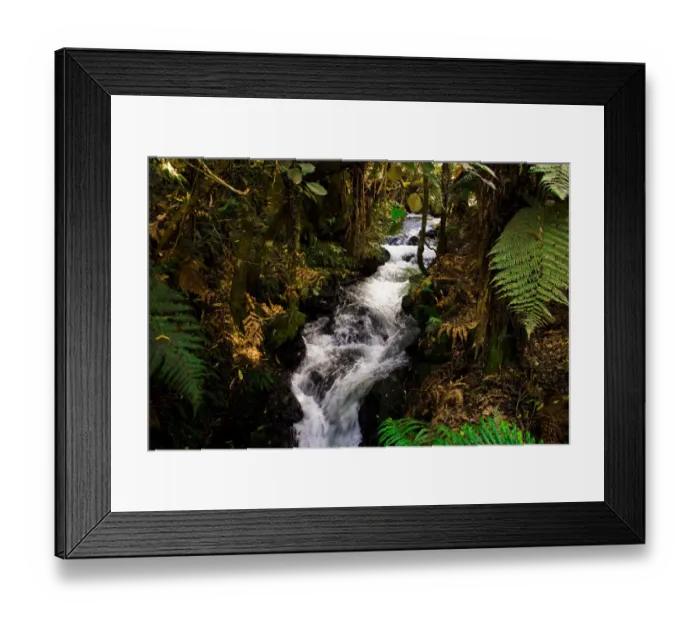 Framed Print : Eco Tours at Daintree National Park Framed Print : Eco Tours at Daintree National Park