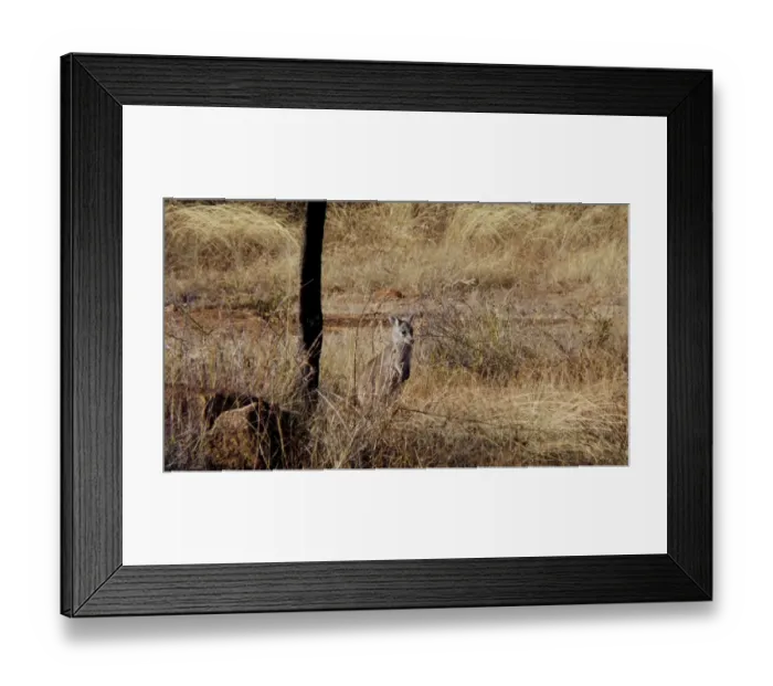 Framed Print : Kangaroo at Daintree National Park Framed Print : Kangaroo at Daintree National Park