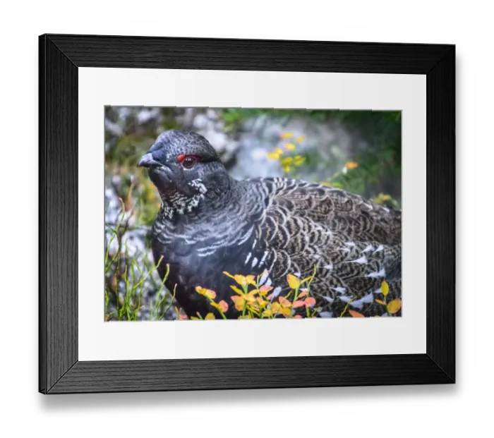 Framed Print : Ptarmigan, Banff National Park, Alberta, Canada Framed Print : Ptarmigan, Banff National Park, Alberta, Canada