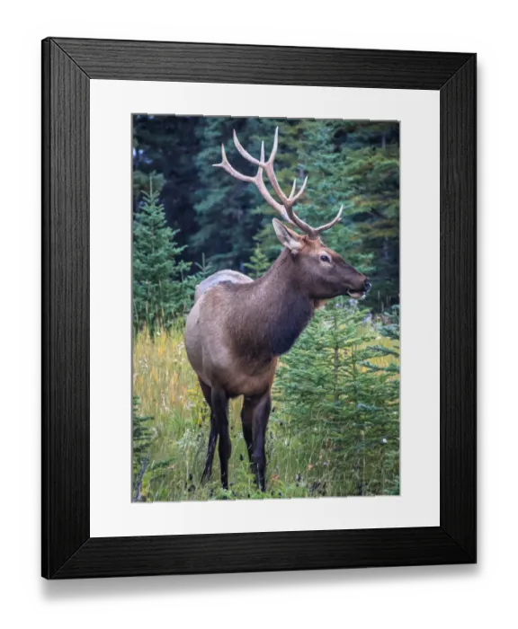 Framed Print : Male Bull Elk, Banff National Park, Alberta, Canada Framed Print : Male Bull Elk, Banff National Park, Alberta, Canada