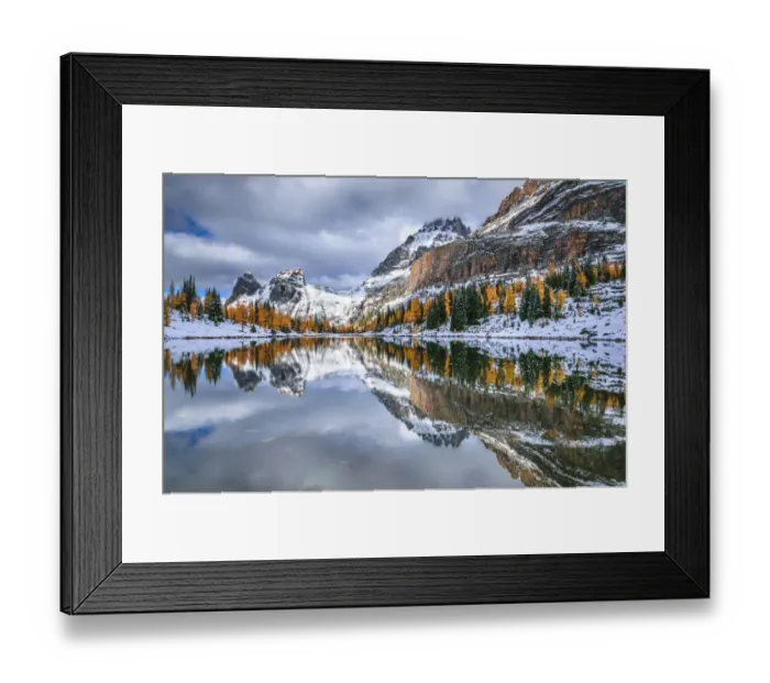 Framed Print : Autumn Larches In Rocky Mountains, Lake O Hara, Yoho National Park, British Columbia, Canada Framed Print : Autumn Larches In Rocky Mountains, Lake O Hara, Yoho National Park, British Columbia, Canada