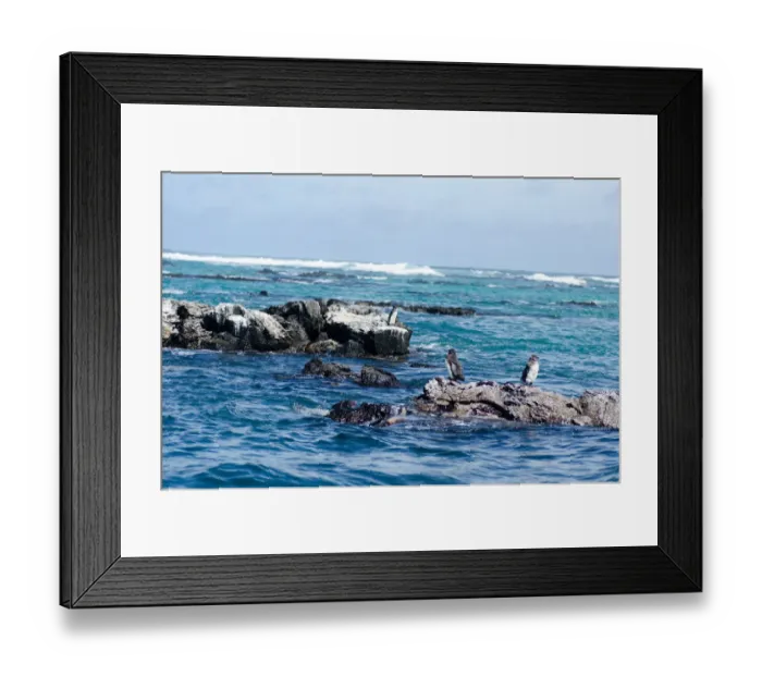 Framed Print : Birds on the sea. Galapagos Island Framed Print : Birds on the sea. Galapagos Island
