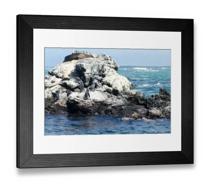 Framed Print : Birds on the sea. Galapagos Island Framed Print : Birds on the sea. Galapagos Island