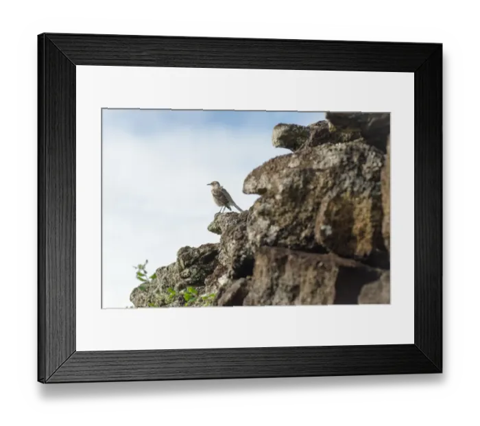 Framed Print : Natural landscape with birds at Galapagos Island Framed Print : Natural landscape with birds at Galapagos Island