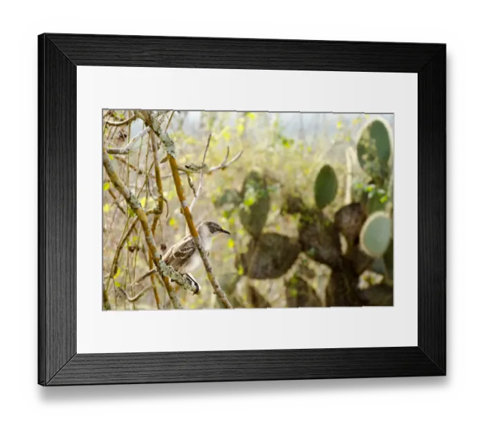 Framed Print : Natural landscape with birds at Galapagos Island Framed Print : Natural landscape with birds at Galapagos Island