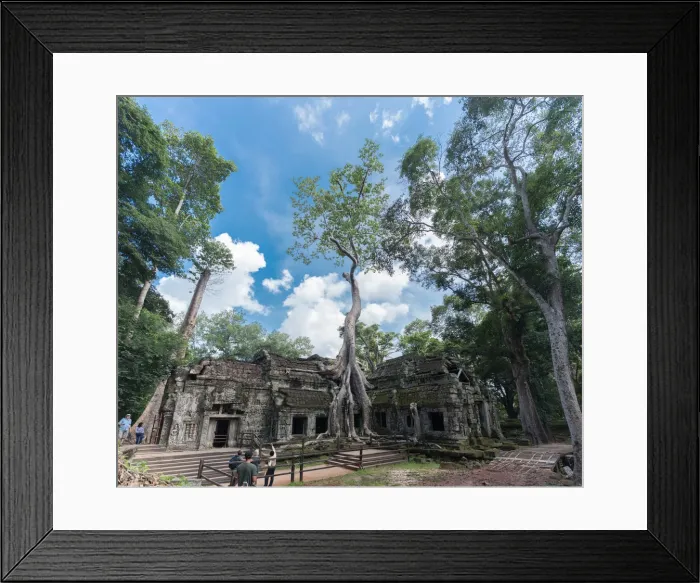 Framed Print : Big tree at ta prom temple in seam reaps, cambodia Framed Print : Big tree at ta prom temple in seam reaps, cambodia
