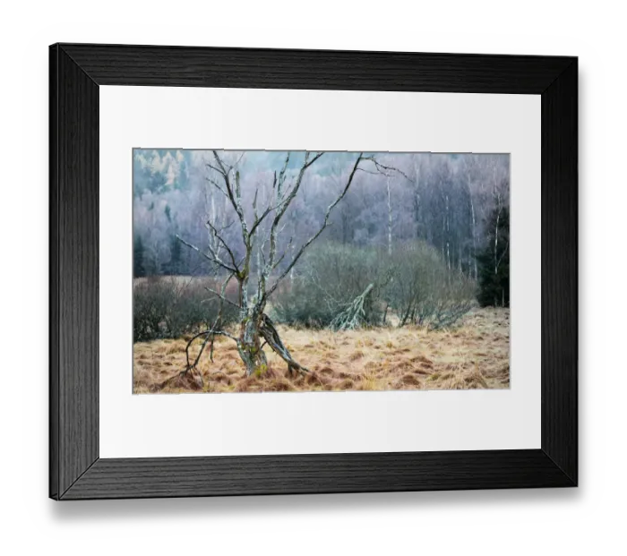 Framed Print : Dead tree standing on a meadow Framed Print : Dead tree standing on a meadow