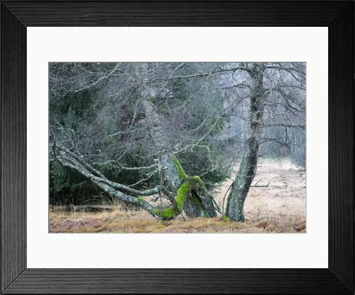 Framed Print : Gnarled old birch trees (Betula) Framed Print : Gnarled old birch trees (Betula)