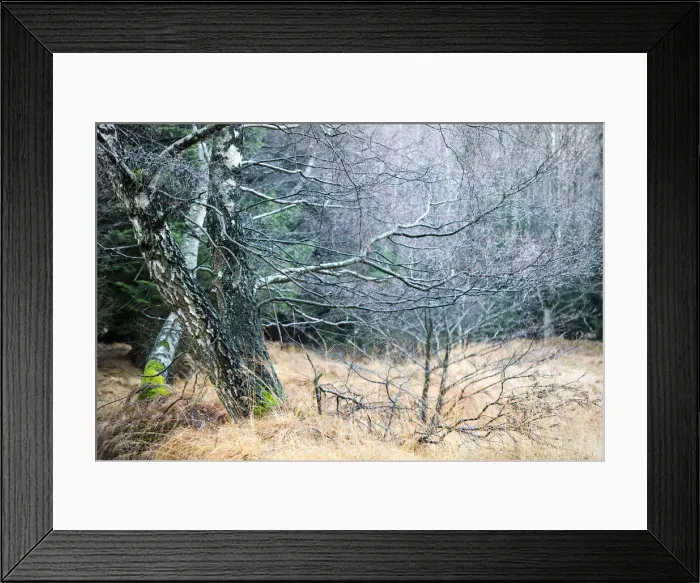 Framed Print : Gnarled old birch trees (Betula) Framed Print : Gnarled old birch trees (Betula)