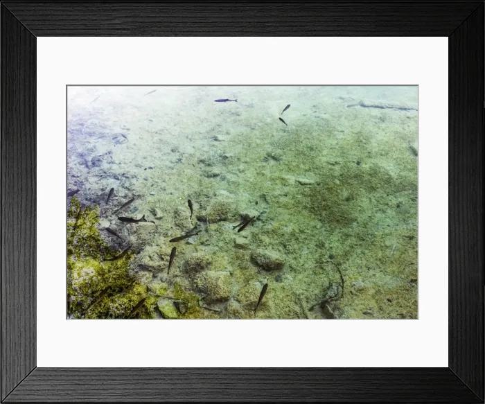 Framed Print : Close-Up Of Fishes In Transparent Water (Lake) In Plitvice Lakes National Park, Croatia