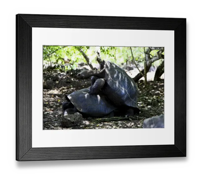 Framed Print : The Giant Tortoise Framed Print : The Giant Tortoise