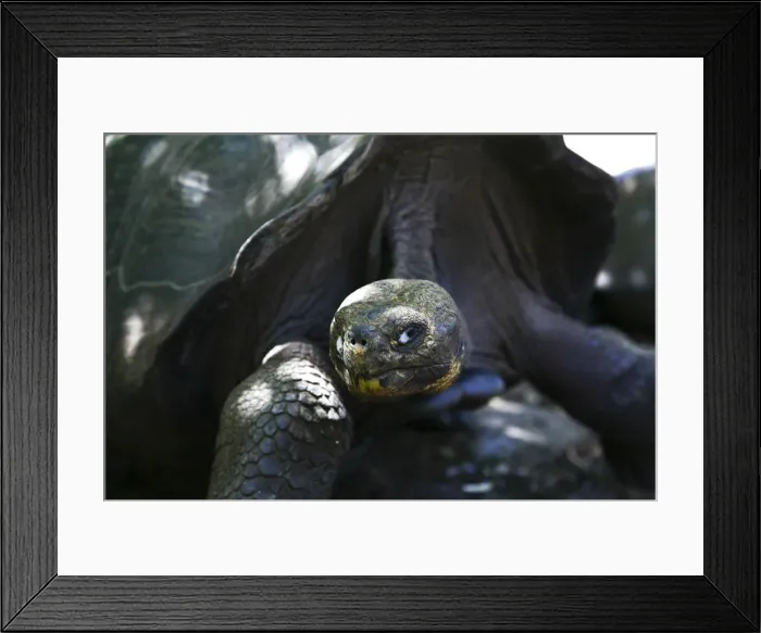 Framed Print : The Giant Tortoise Framed Print : The Giant Tortoise