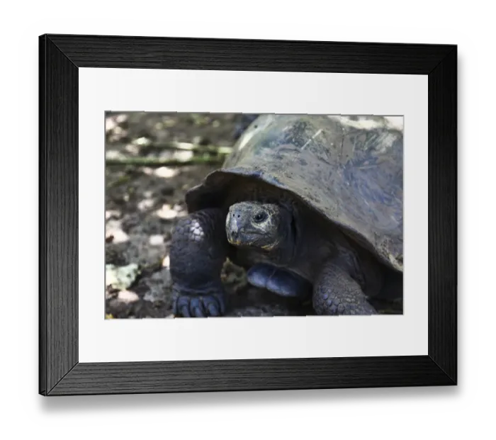 Framed Print : The Giant Tortoise Framed Print : The Giant Tortoise