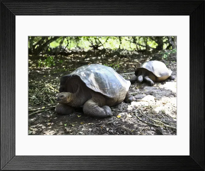 Framed Print : The Giant Tortoise Framed Print : The Giant Tortoise