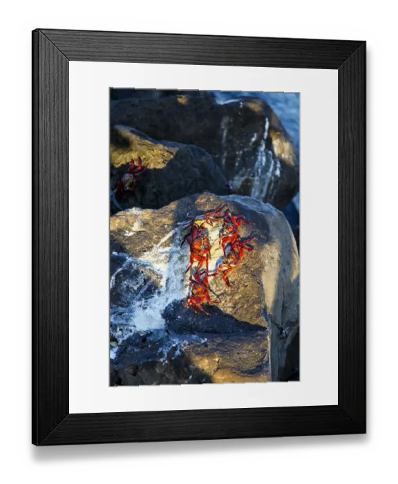 Framed Print : Sally Lightfood Crabs Framed Print : Sally Lightfood Crabs
