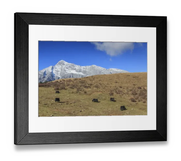 Framed Print : Panoramic view of the Jade Dragon Snow Mountain in Yunnan, China with some yaks on foreground Framed Print : Panoramic view of the Jade Dragon Snow Mountain in Yunnan, China with some yaks on foreground