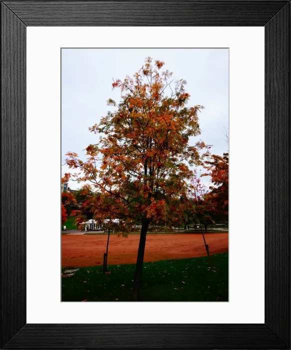 Framed Print : Tree in autumn Colours, Princes Street Gardens, Edinburgh, United Kingdom Framed Print : Tree in autumn Colours, Princes Street Gardens, Edinburgh, United Kingdom
