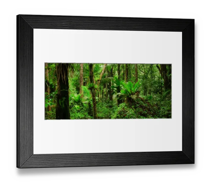Framed Print : Thick jungle near the top of Gros Piton, Saint Lucia Framed Print : Thick jungle near the top of Gros Piton, Saint Lucia