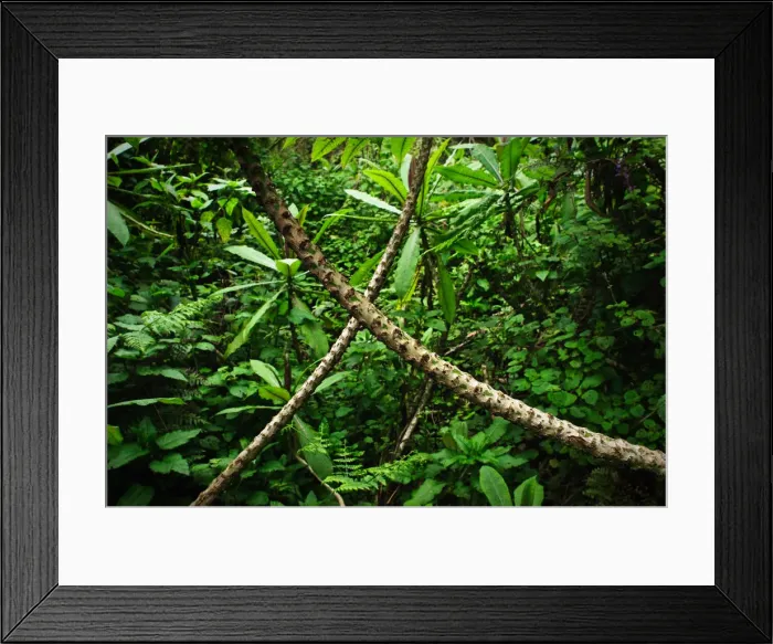 Framed Print : Impenetrable jungle of Volcanoes National Park, Rwanda Framed Print : Impenetrable jungle of Volcanoes National Park, Rwanda