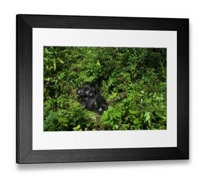 Framed Print : A huge silverback mountain gorilla (Gorilla beringei beringei) relaxing with a family member in Volcanoes National Park, Rwanda Framed Print : A huge silverback mountain gorilla (Gorilla beringei beringei) relaxing with a family member in Volcanoes National Park, Rwanda