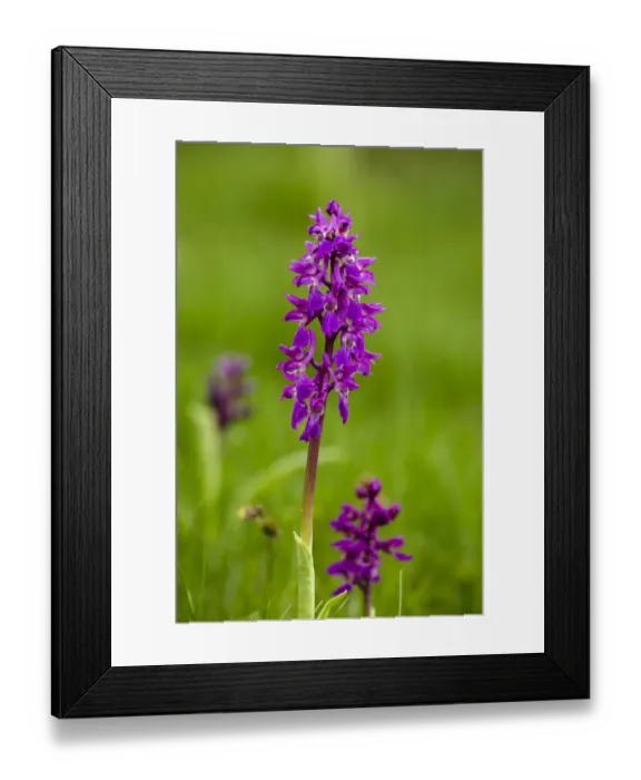 Framed Print : Orchids, Hautes Pyrenees, France Framed Print : Orchids, Hautes Pyrenees, France