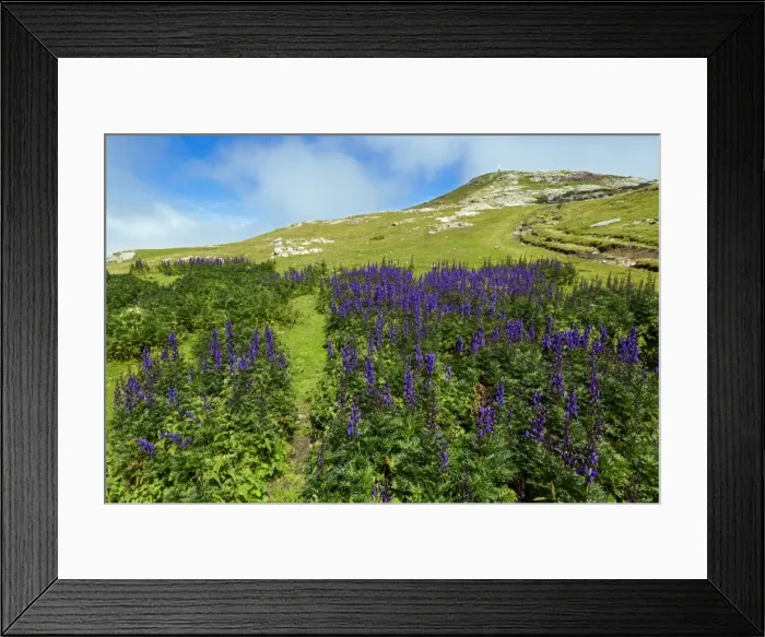 Framed Print : Aconit napel, the Cirque De Troumouse, Hautes Pyrenees, Midi Pyrenees, France Framed Print : Aconit napel, the Cirque De Troumouse, Hautes Pyrenees, Midi Pyrenees, France