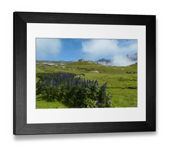 Framed Print : Aconit napel, the Cirque De Troumouse, Hautes Pyrenees, Midi Pyrenees, France Framed Print : Aconit napel, the Cirque De Troumouse, Hautes Pyrenees, Midi Pyrenees, France