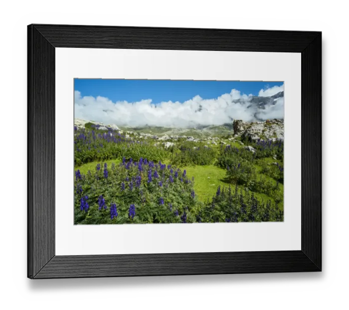 Framed Print : Aconit napel, the Cirque De Troumouse, Hautes Pyrenees, Midi Pyrenees, France Framed Print : Aconit napel, the Cirque De Troumouse, Hautes Pyrenees, Midi Pyrenees, France