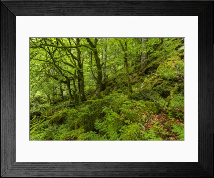 Framed Print : The forest in the Lesponne Valley, national park of Pyrenees, Hautes Pyrenees, France Framed Print : The forest in the Lesponne Valley, national park of Pyrenees, Hautes Pyrenees, France