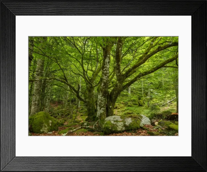Framed Print : The forest in the Lesponne Valley, national park of Pyrenees, Hautes Pyrenees, France Framed Print : The forest in the Lesponne Valley, national park of Pyrenees, Hautes Pyrenees, France