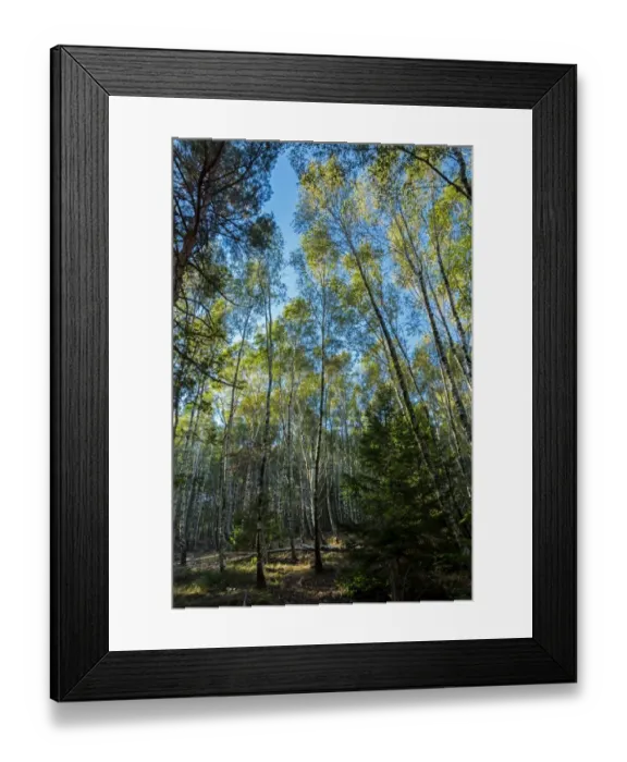 Framed Print : The forest at Fontmort, the National Park of Cevennes, Languedoc Roussillon, France Framed Print : The forest at Fontmort, the National Park of Cevennes, Languedoc Roussillon, France