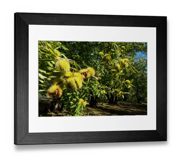 Framed Print : Chesnuts, The National Park Of Cevennes, Languedoc Roussillon, France