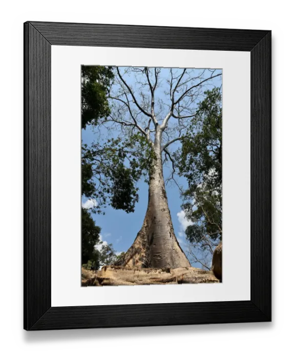 Framed Print : Trees Ta Prohm temple Angkor Cambodia Framed Print : Trees Ta Prohm temple Angkor Cambodia