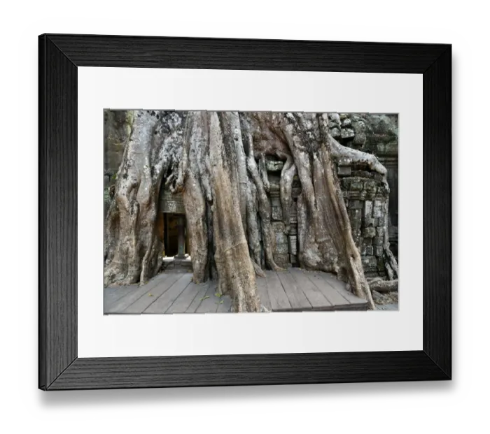 Framed Print : the roots of trees entwine the stone Ta Prohm temple Angkor Cambodia Framed Print : the roots of trees entwine the stone Ta Prohm temple Angkor Cambodia