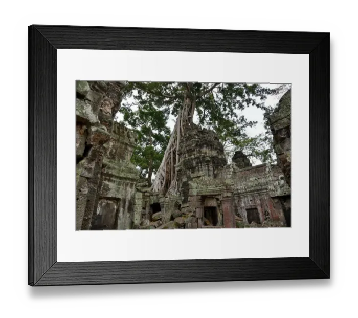 Framed Print : Roots of trees temple Angkor Cambodia Framed Print : Roots of trees temple Angkor Cambodia